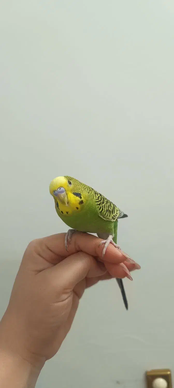 مرغ عشق دستی|پرنده|قرچک, شهرک طلائیه|دیوار