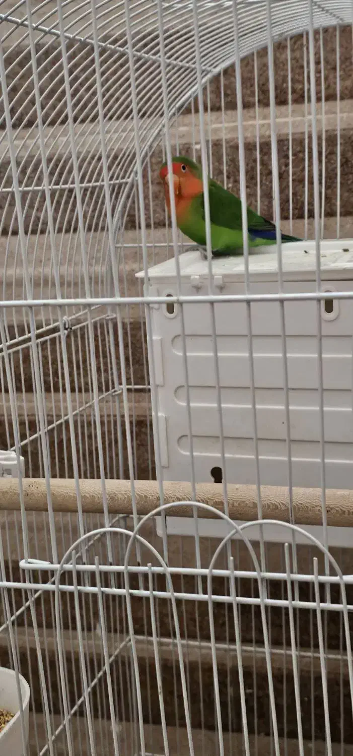 یک جفت کوتوله برزیلی مولد با تخم|پرنده|شیراز, گویم|دیوار