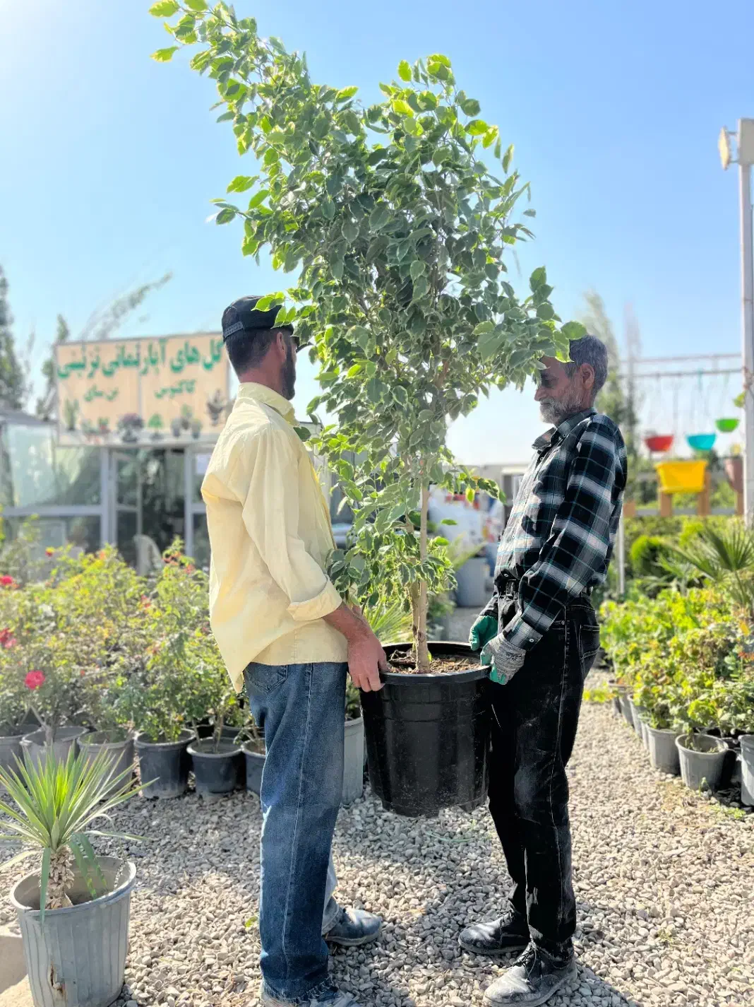 درختچه بنجامین ۵ ساله ۳ تومن|گل و گیاه طبیعی|تهران, شهرک استقلال|دیوار