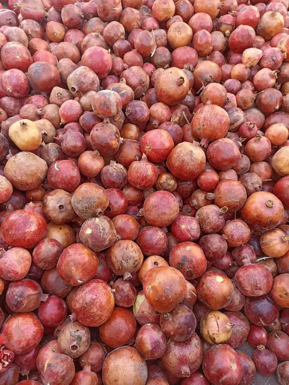 انار ربی دون قرمز|خوردنی و آشامیدنی|سبزوار, عارف|دیوار