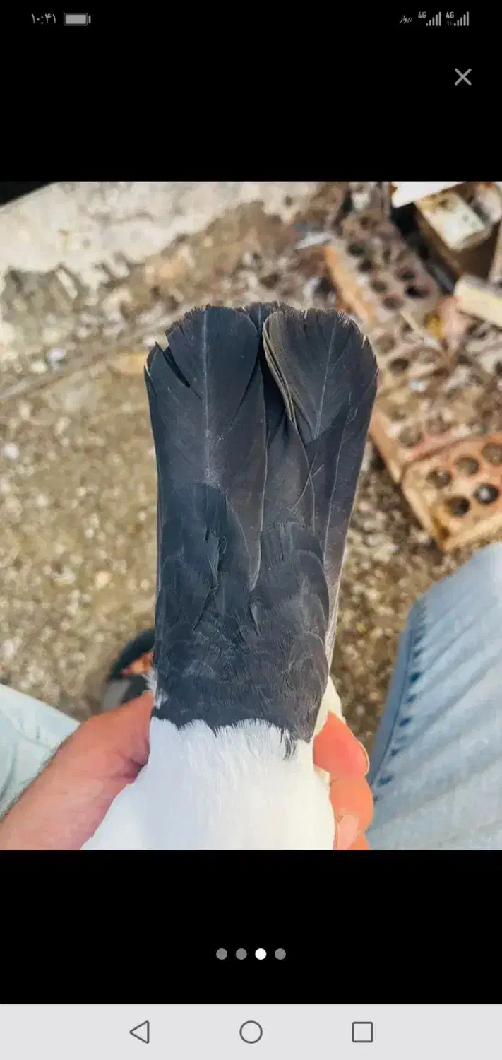 دم سیاه سینه فر|پرنده|شیراز, آزادی|دیوار