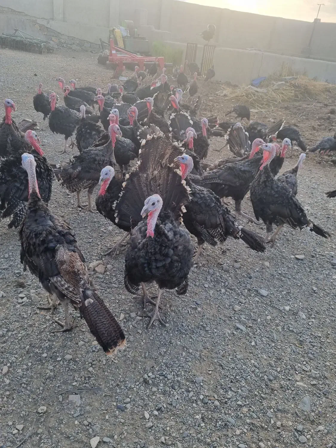 بوقلمون ارگانیک کیلویی زنده ۳۹۰ت|حیوانات مزرعه|سنقر, |دیوار