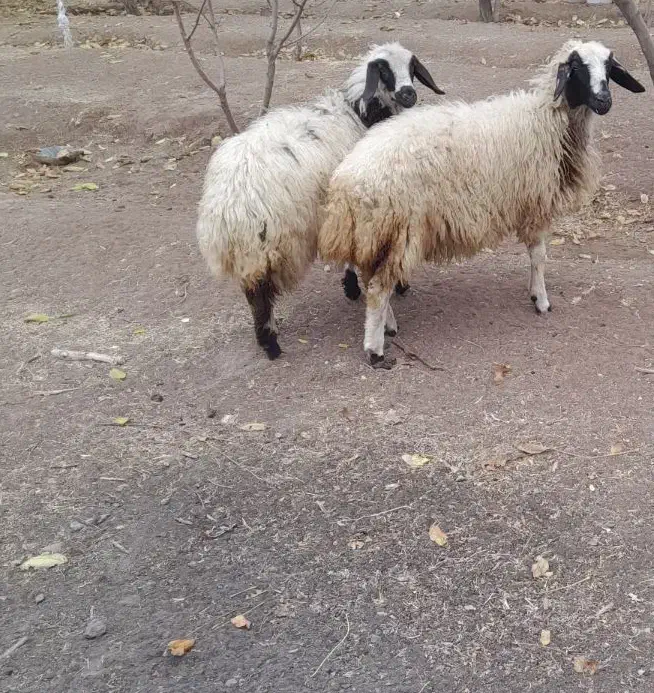 دو گوسفند ماده زیبا|حیوانات مزرعه|آذرشهر, |دیوار