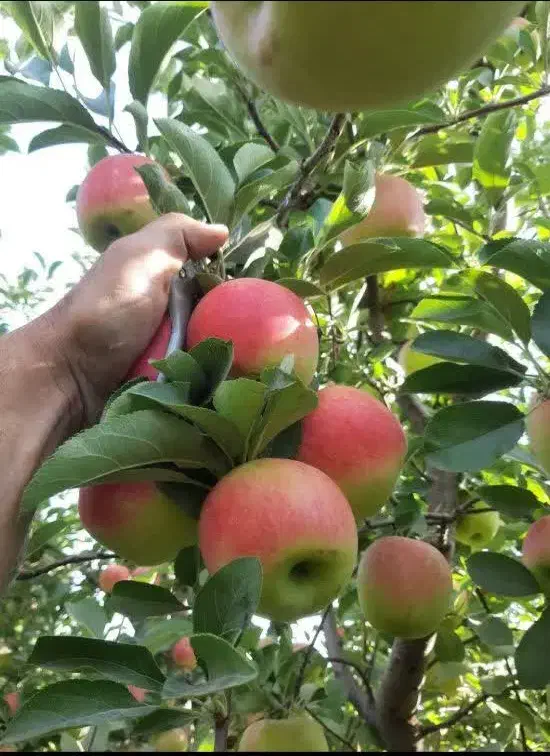 نهال هلو پلاستیکی و تمامی ارقام میوه ها|گل و گیاه طبیعی|شهرکرد, |دیوار