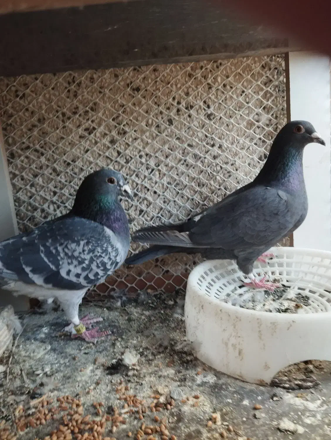 دوبر|پرنده|اردبیل, |دیوار