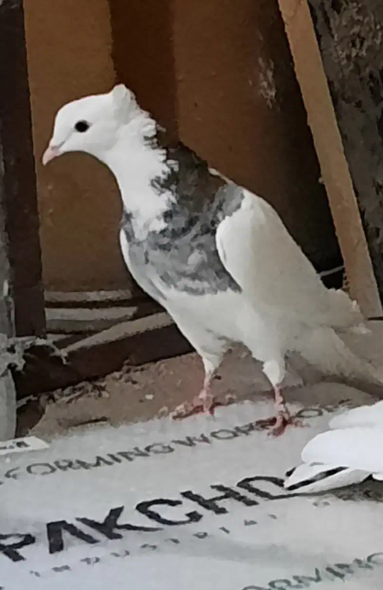 3عددکبوتر طوقی کاغذی و دوتا سرور مهر|پرنده|قم, بلوار امین و ساحلی|دیوار