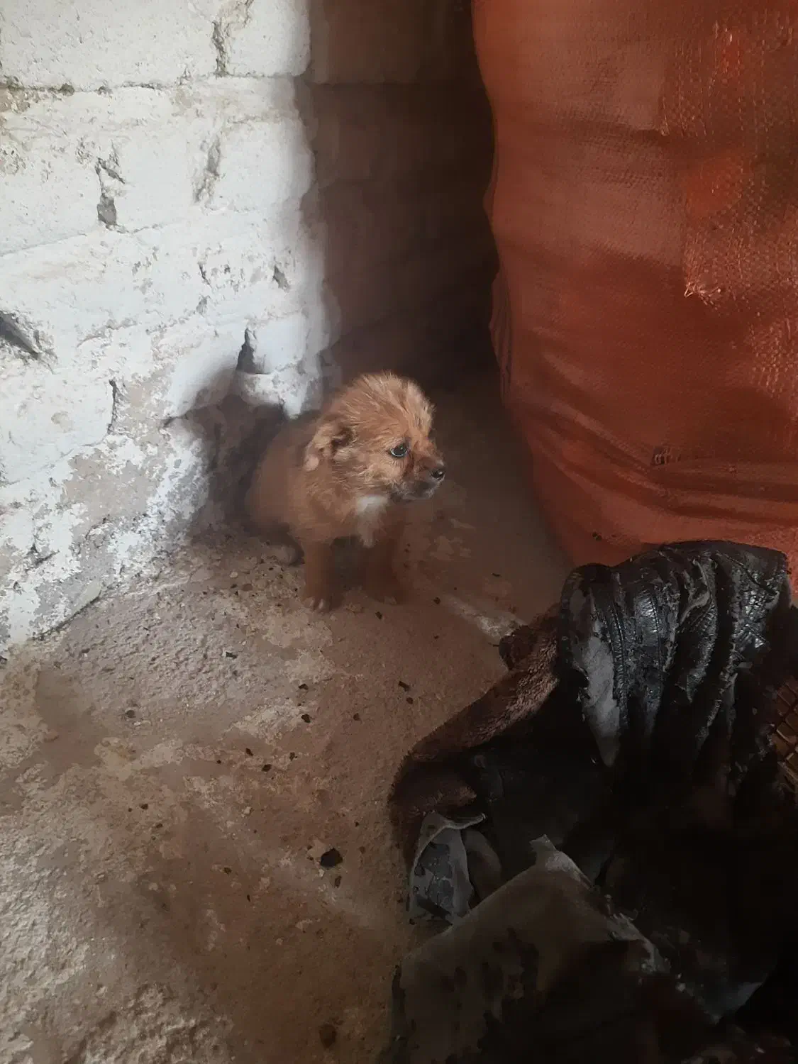 سگ طوله شیتزو خارجی پا کوتاه 2 ماهه|سگ|جهرم, |دیوار