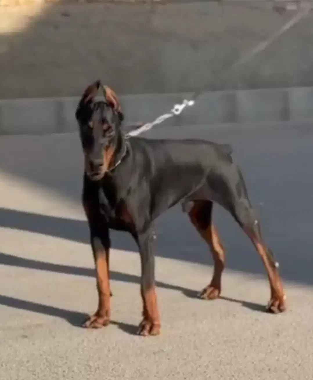 دوبرمن|سگ|بومهن, |دیوار