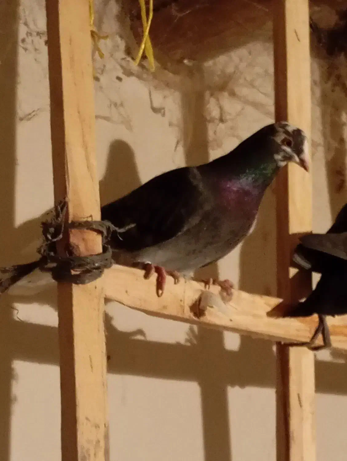 کبوتر پرشی|پرنده|قوچان, |دیوار