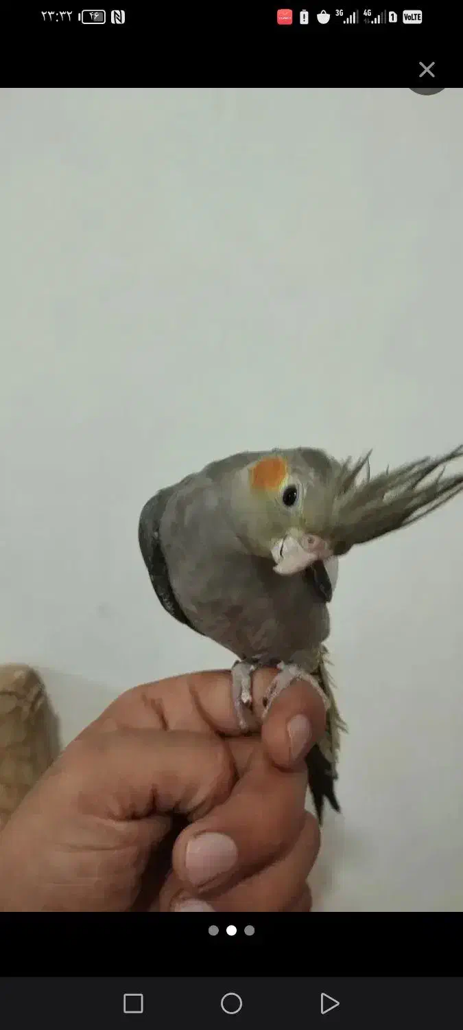 جوجه عروس فقط400|پرنده|قیدار, |دیوار