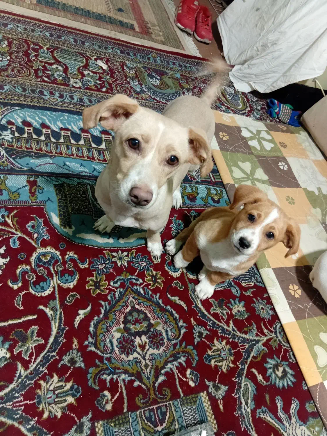 سک اشپیتز|سگ|بومهن, |دیوار