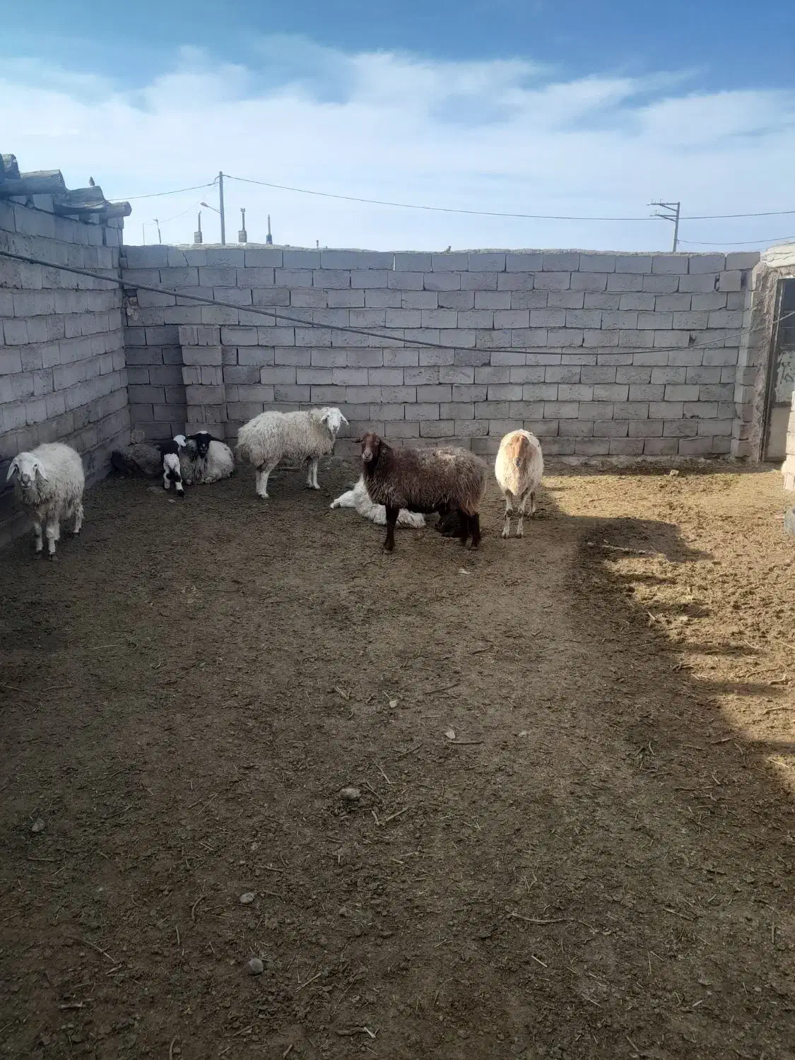 فروشی|حیوانات مزرعه|میان جلگه, |دیوار