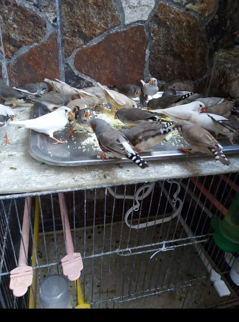 فنچ|پرنده|قم, بنیاد|دیوار