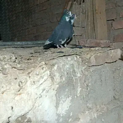 کفتر کلاغ کوک کلایی نر|پرنده|کرمان, |دیوار