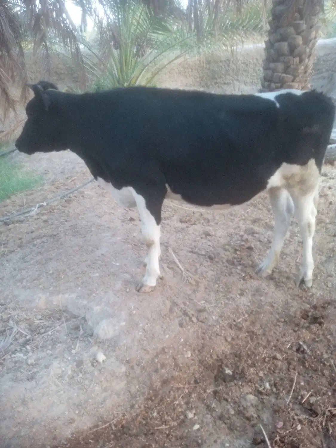 گاو ماده شیری نژاد هلشتاین درجه یک شکم اول|حیوانات مزرعه|حاجی آباد, |دیوار