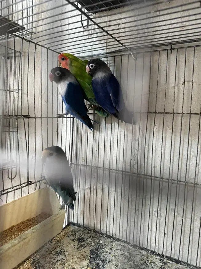 فروش وخریدارطوطی کاسکوملنگوشاه طوطی لوری عروس فنچ|پرنده|تهران, اتابک|دیوار