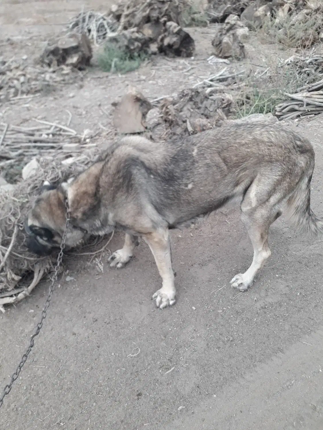 سگ ماده دوساله|سگ|خوی, |دیوار