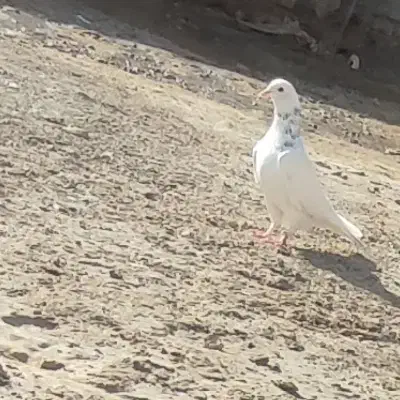 کبوتر تهرانی|پرنده|زابل, |دیوار