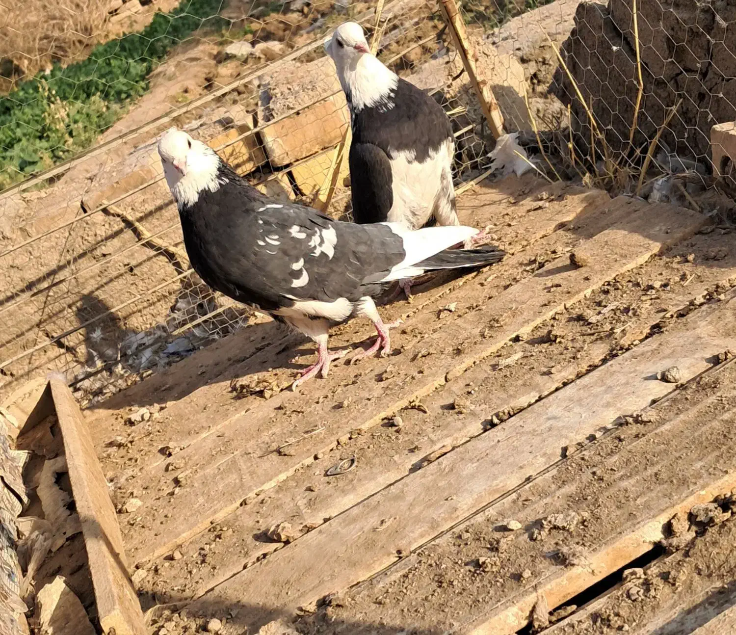 یک جفت نرماده ابلغ|پرنده|آران و بیدگل, |دیوار