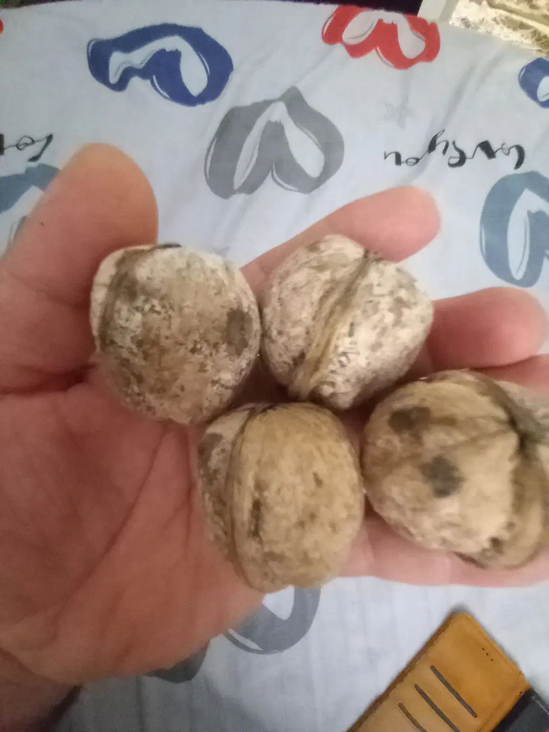 نهال گردو|خدمات باغبانی و درختکاری|سنندج, |دیوار