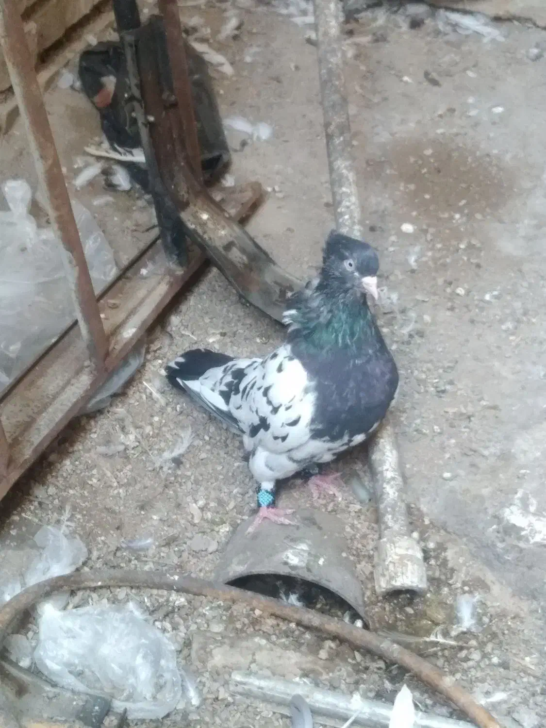 کله ای|پرنده|اهواز, زرگان|دیوار