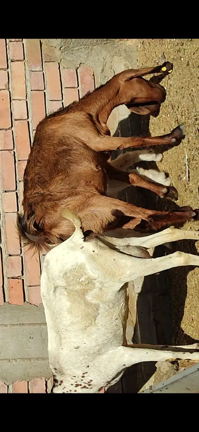 بز کهره سومال ‌.بنگالی دوکیلوشیرموقعیت جیرفت|حیوانات مزرعه|یزد, |دیوار