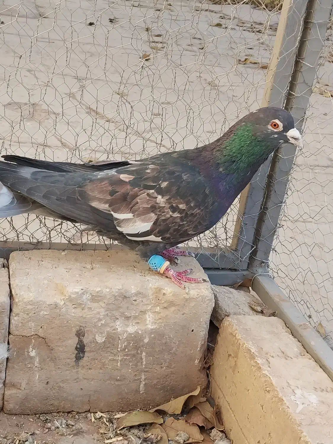 کفتر پرنده|پرنده|قزوین, |دیوار