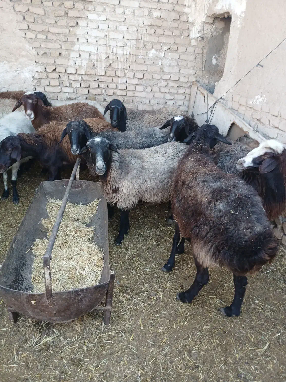 ۳۰ راس میش داشتی چاق|حیوانات مزرعه|جوادآباد, |دیوار