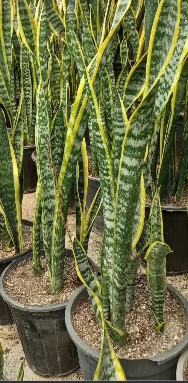 سانسوریا|گل و گیاه طبیعی|قم, امامزاده ابراهیم|دیوار