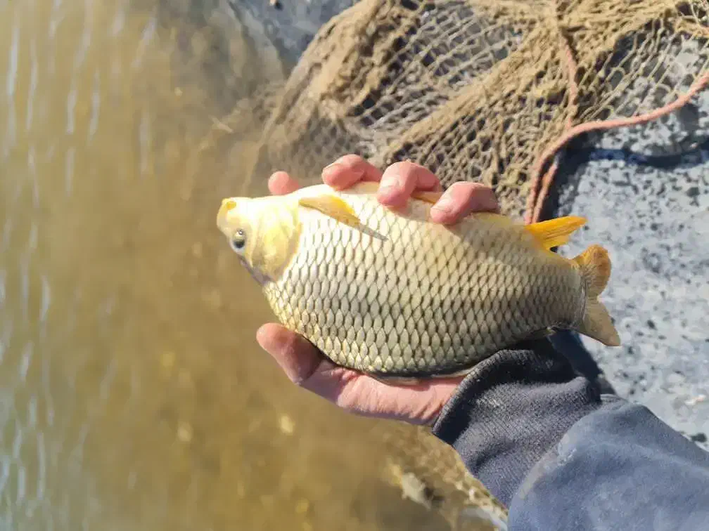 بچه ماهی آمور و کپور|ماهی|سنگر, |دیوار