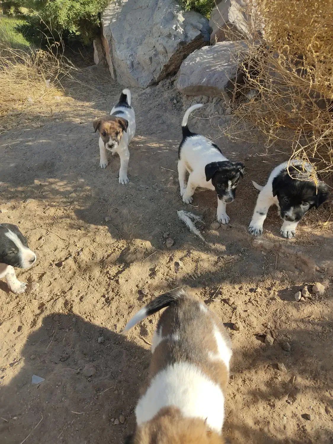 توله سگ نر و ماده فروش فوری|سگ|تربتحیدریه, حاجی یار|دیوار