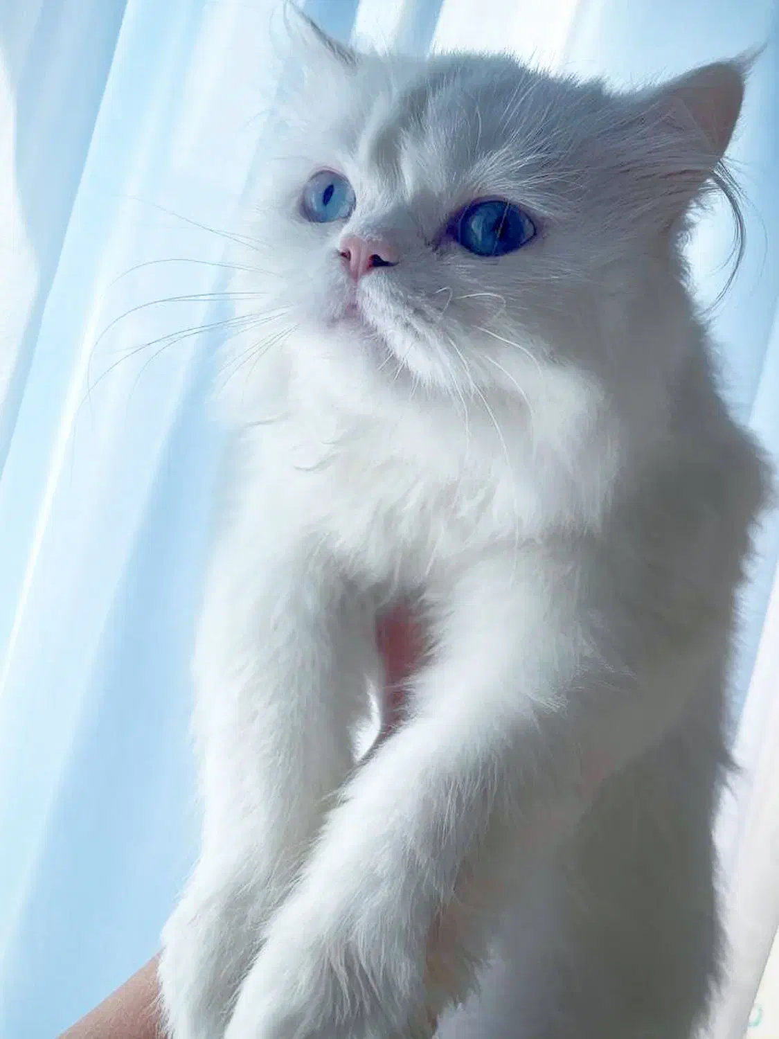 گربه پرشین ماده چشم دریایی|گربه|کازرون, |دیوار