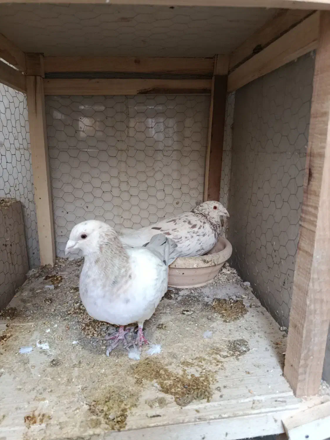 سار|پرنده|تربت‌حیدریه, داروپخش|دیوار