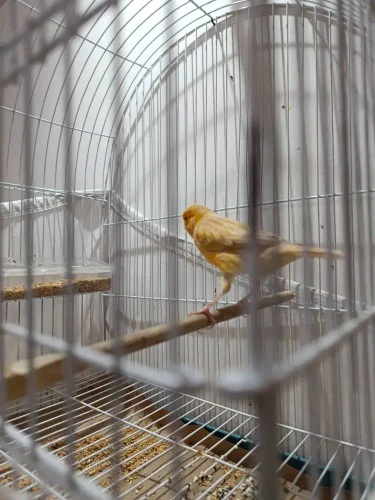 قناری نر اوپال قرص|پرنده|تهران, مینابی|دیوار