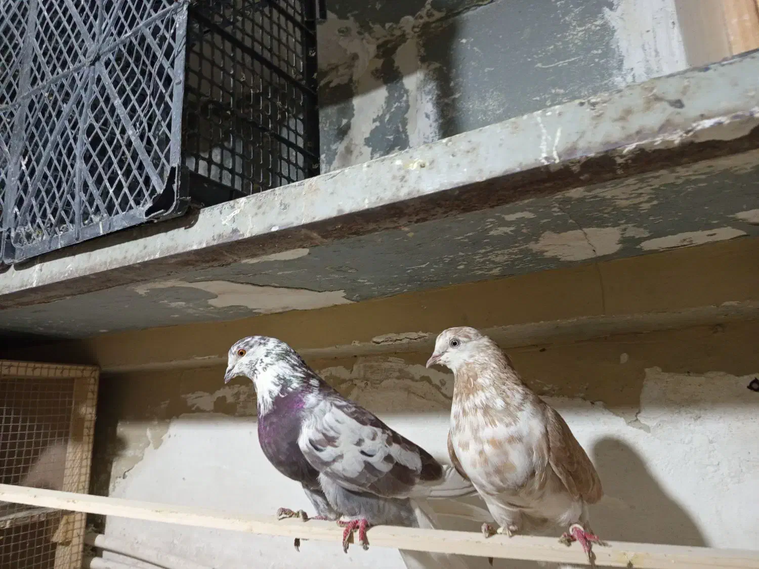 ی جفت گرگی استثنایی|پرنده|تهران, شهرک استقلال|دیوار