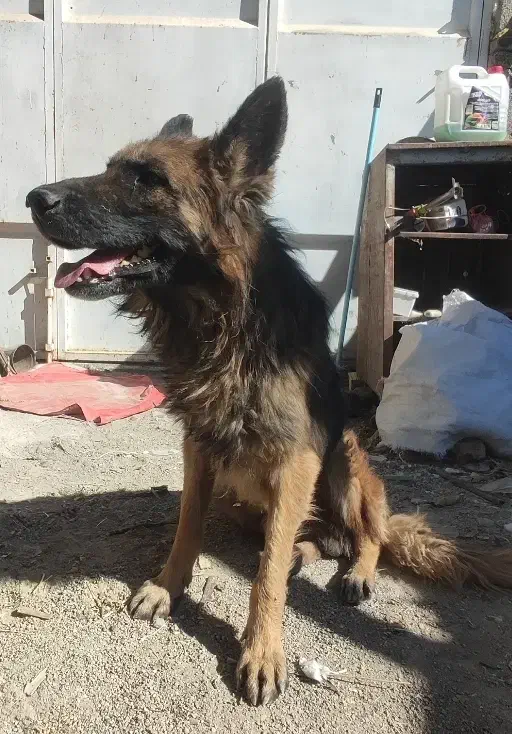 سگ ژرمن شپرد|سگ|بابا حیدر, |دیوار