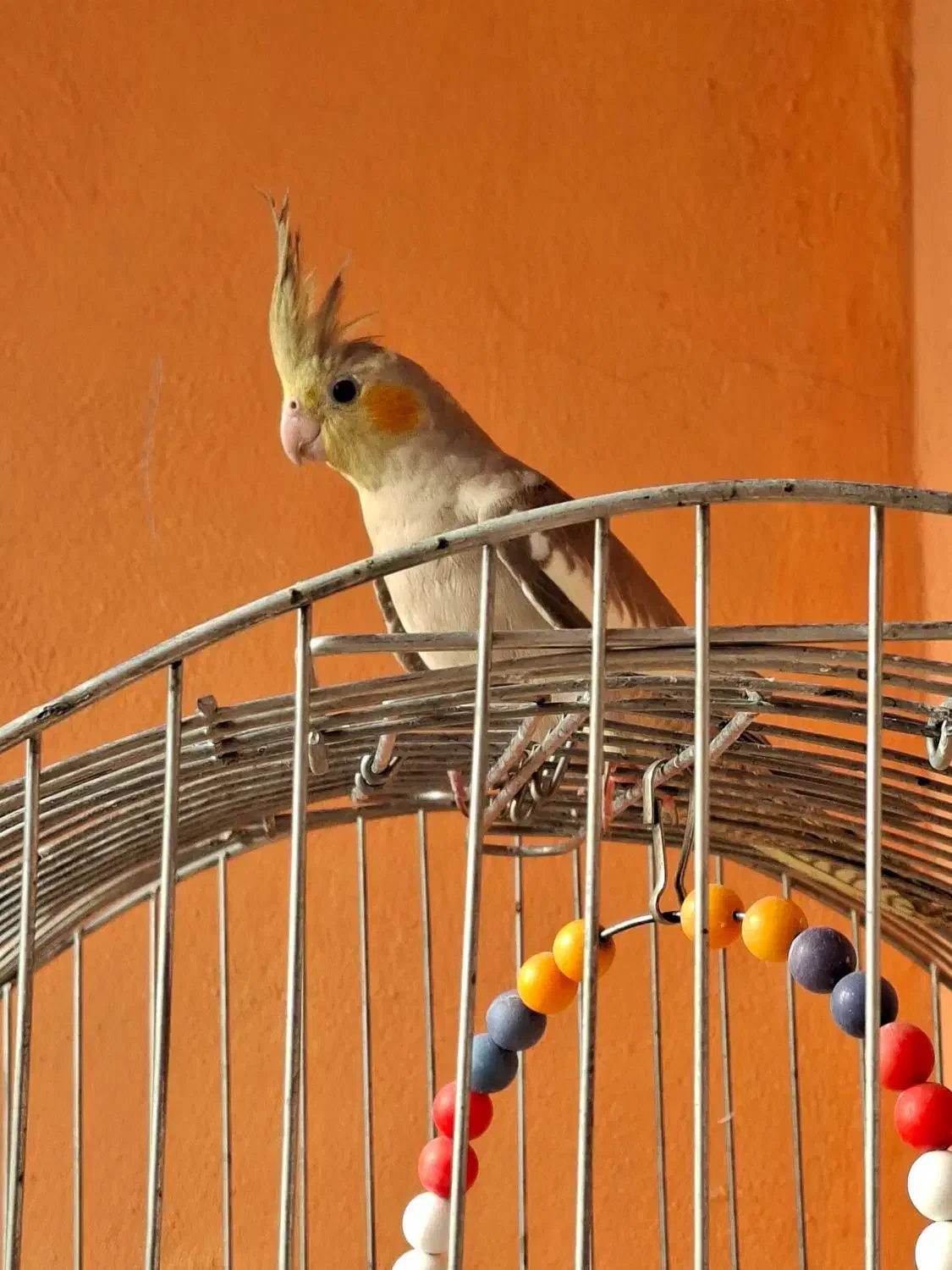 عروس هلندی|پرنده|مراغه, |دیوار