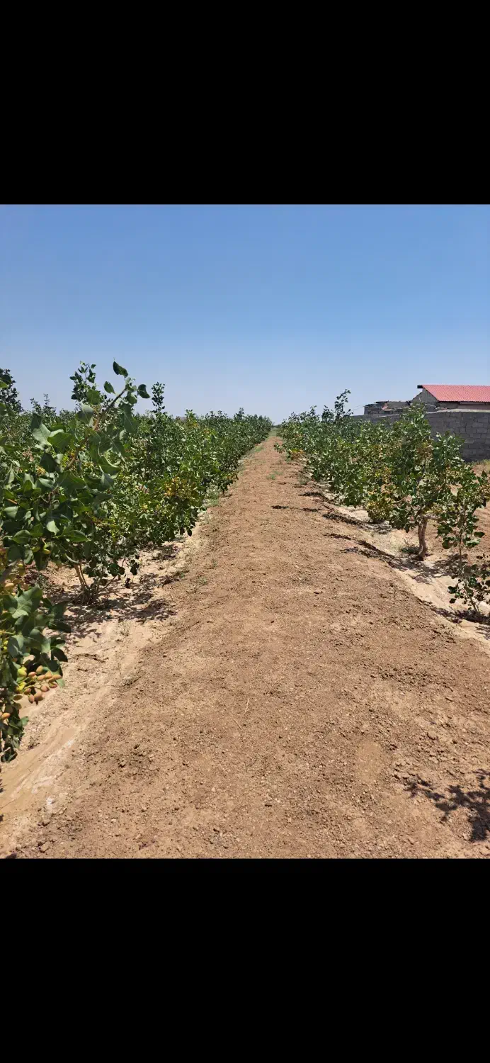 باغ پسته|خدمات باغبانی و درختکاری|صفادشت, |دیوار