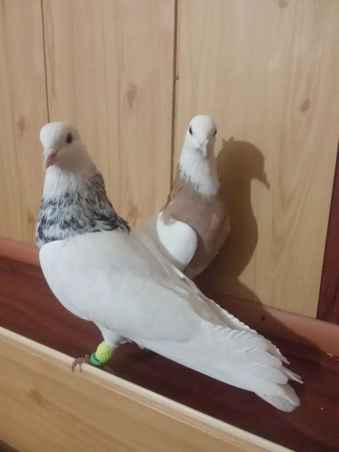 طوقی الماسی|پرنده|گلمکان, |دیوار