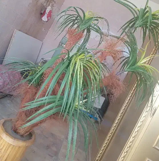 گل مصنوعی|گل و گیاه طبیعی|کاشمر, |دیوار