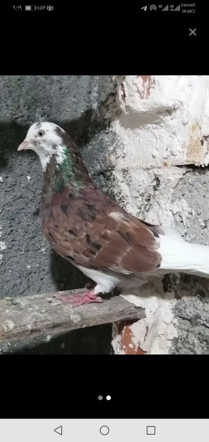 فرار کرده|حیوانات|نقده, |دیوار