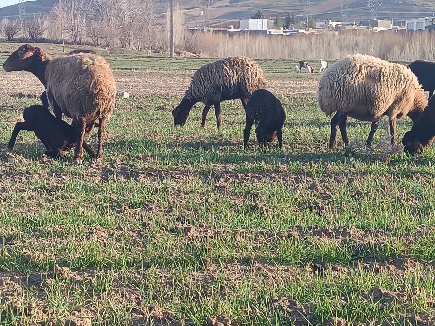 میش|حیوانات مزرعه|بیرانوند, |دیوار