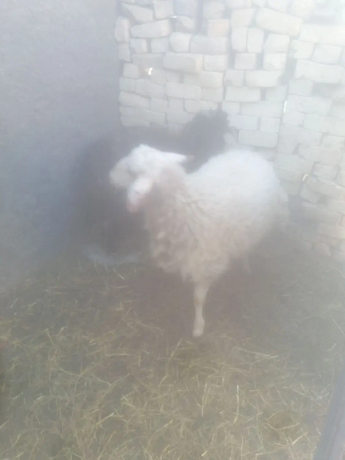 بره نر چاق|حیوانات مزرعه|خرامه, |دیوار