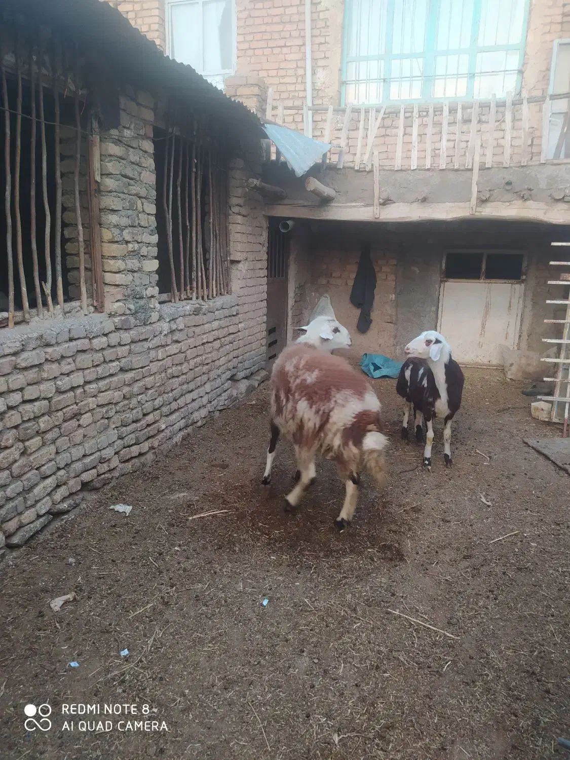 قوچ پلنگی|حیوانات مزرعه|خنداب, |دیوار