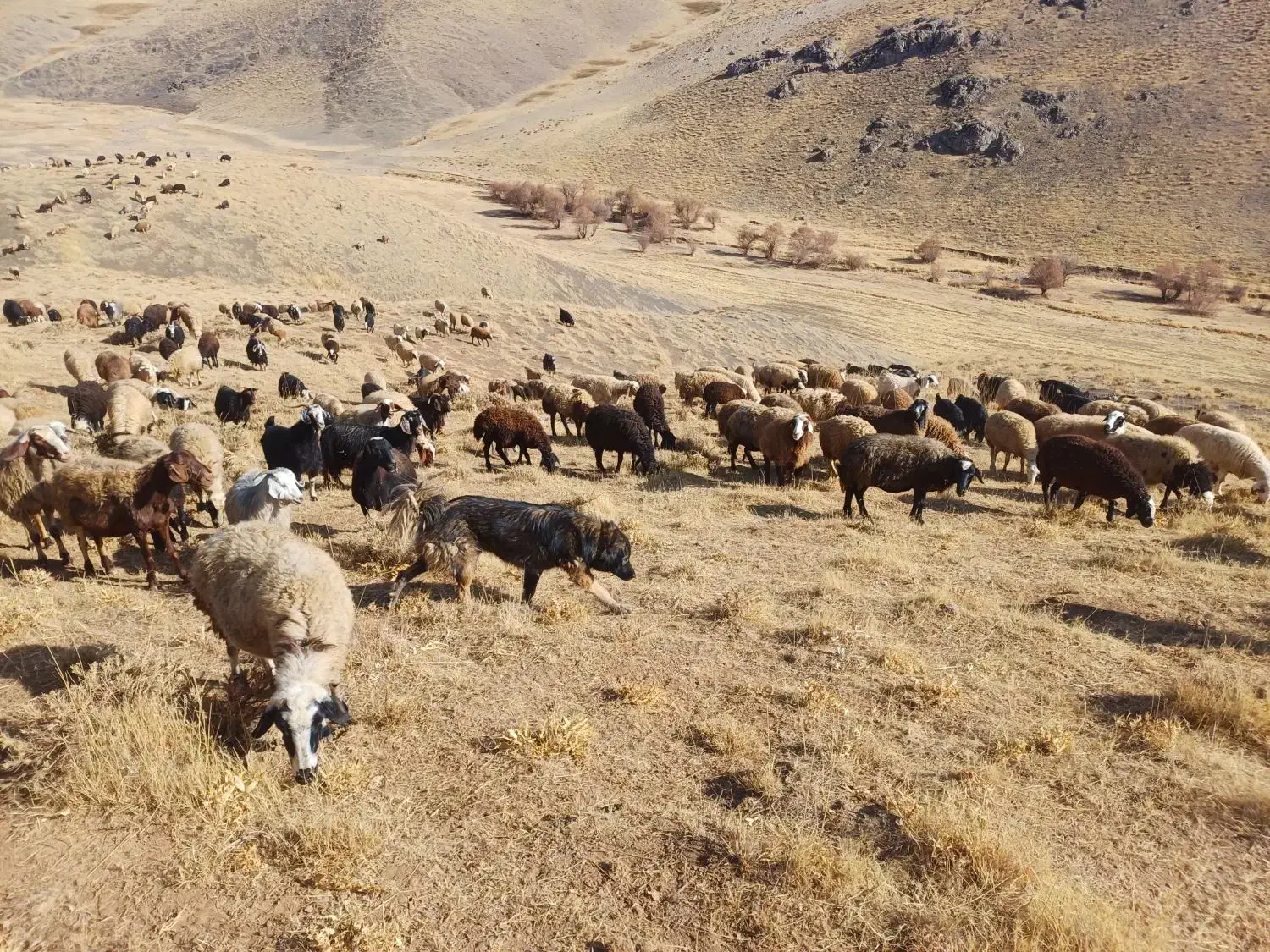 سگ گله ای|سگ|سارال, |دیوار