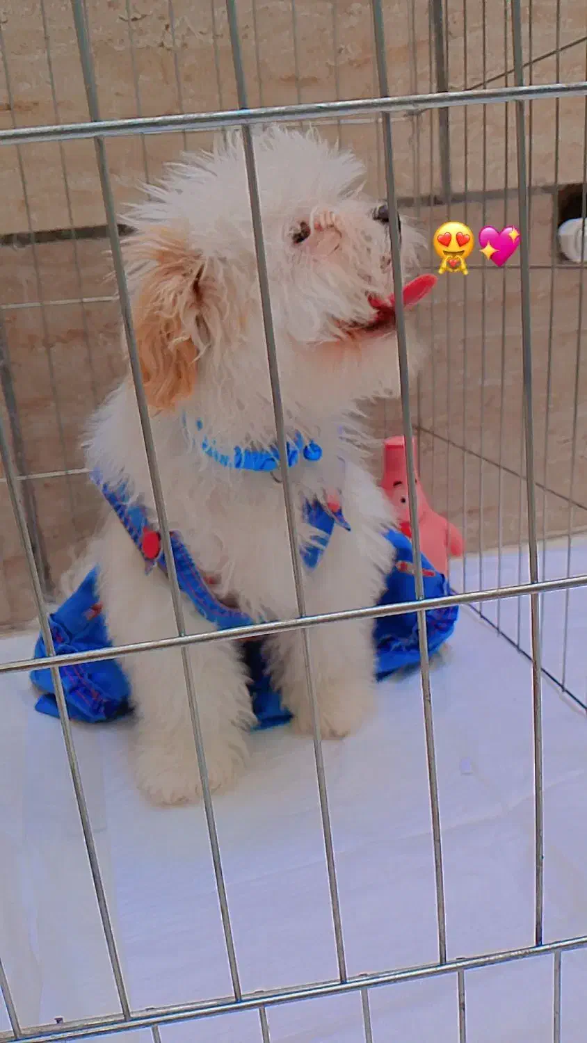 سگ بامزه|سگ|قم, شاه ابراهیم|دیوار