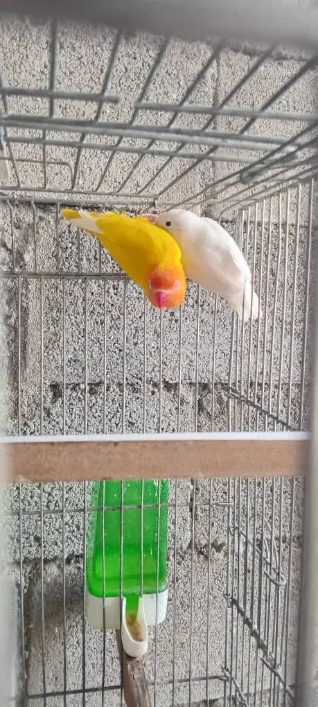 فروش یا معاوضه کوتوله|پرنده|میناب, |دیوار