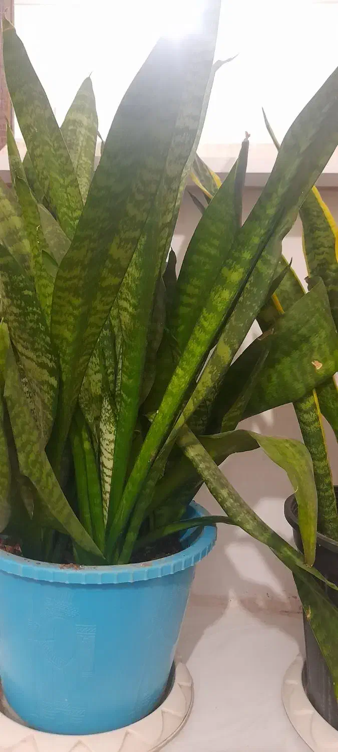 دو عدد گل سانسوریا خیلی سر حال|گل و گیاه طبیعی|تربت جام, شاد|دیوار