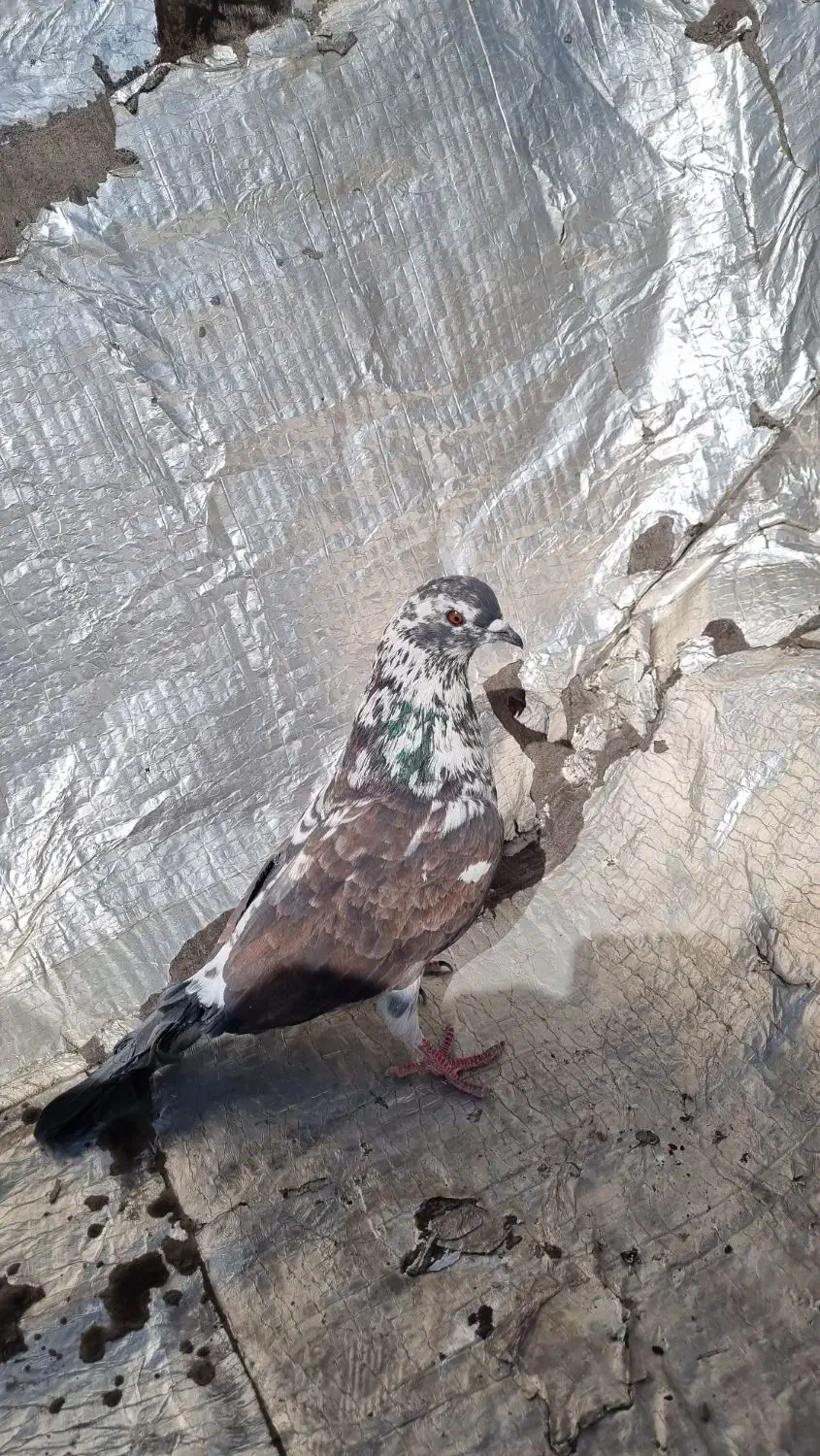 کفتر پرشی|پرنده|فولادشهر, B7|دیوار