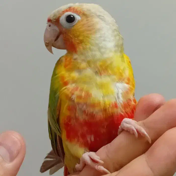 گرینچیک آناناسی اکستریم رد ، رد فکتور با تست جنسیت|پرنده|کاشمر, |دیوار